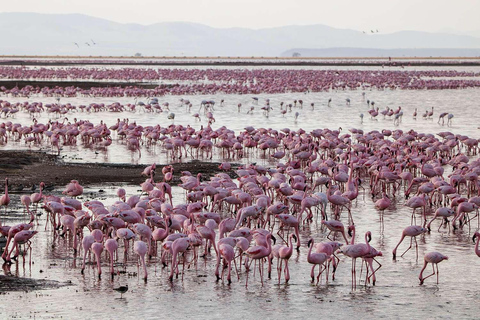 Vanuit Nairobi: Beste 7-daagse avontuurlijke wildlife safari in Kenia