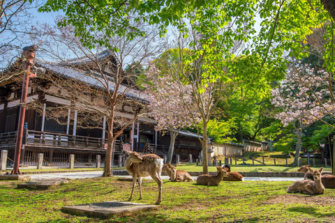 Nara Cherry Blossom Highlights Spring Day Tour from Osaka Shared Tour, Meet at Tsurutontan Soemoncho