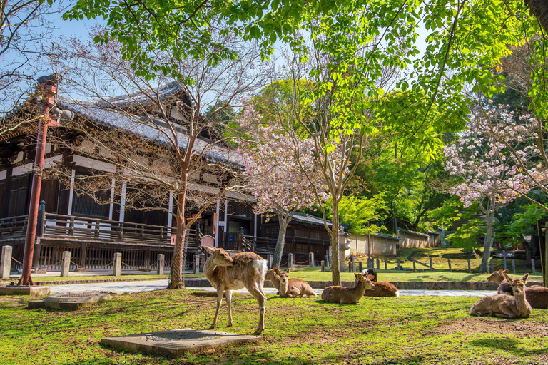 Nara Cherry Blossom Highlights Spring Day Tour from Osaka Shared Tour, Meet at Tsurutontan Soemoncho