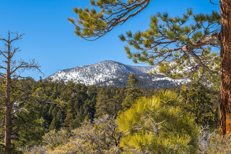 From San Diego: Two Day Camping and Hiking in Idyllwild