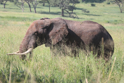 6 Dagen Tanzania Luxe privé-safari