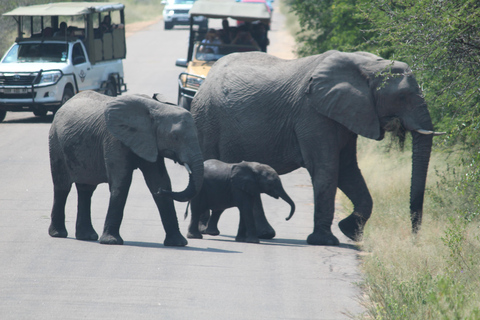 Från Johannesburg: Kruger 4 Dagars Safari