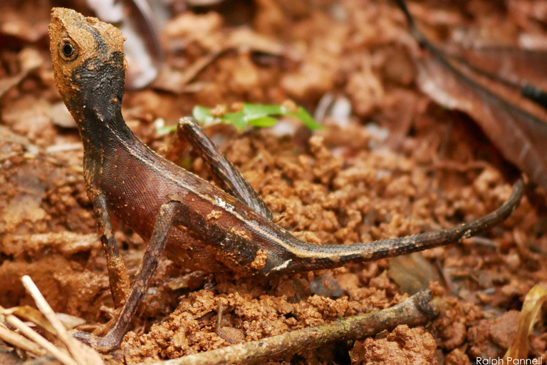 Forêt tropicale de Sinharaja : Excursion d&#039;une journée depuis Galle ou Bentota