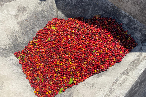 From Medellín: Jardín Coffee tour, optional Horseback Riding