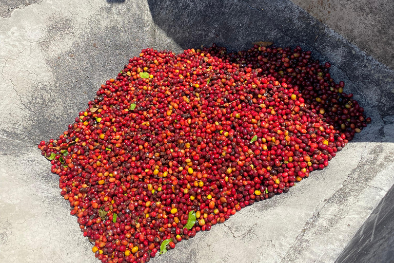 De Medellín: Visita ao café Jardín, passeio a cavalo opcional