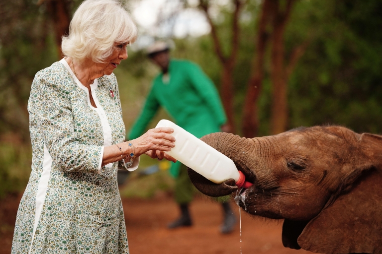Nairobi: wycieczka po parku narodowym, centrum dla małych słoni i żyraf
