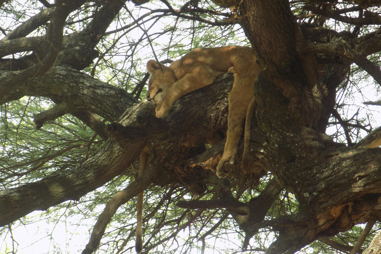 Arusha: Safari de dia inteiro no Parque Nacional do Lago Manyara