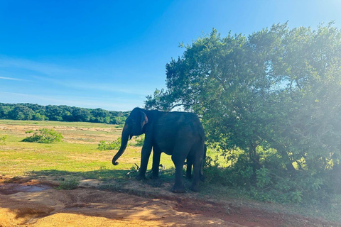 From South Coast Sri Lanka: 3-Day Tour via Ella & Kandy