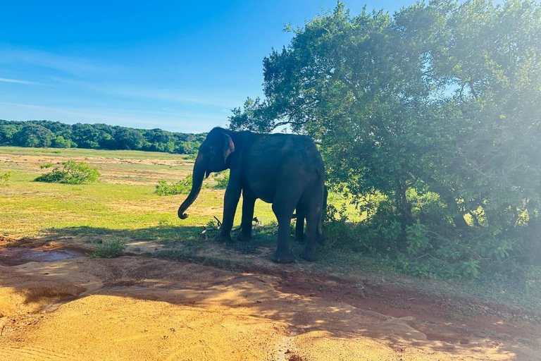 From South Coast Sri Lanka: 3-Day Tour via Ella & Kandy