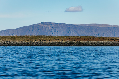 Reykjavik : Tour en bateau pour observer les baleines