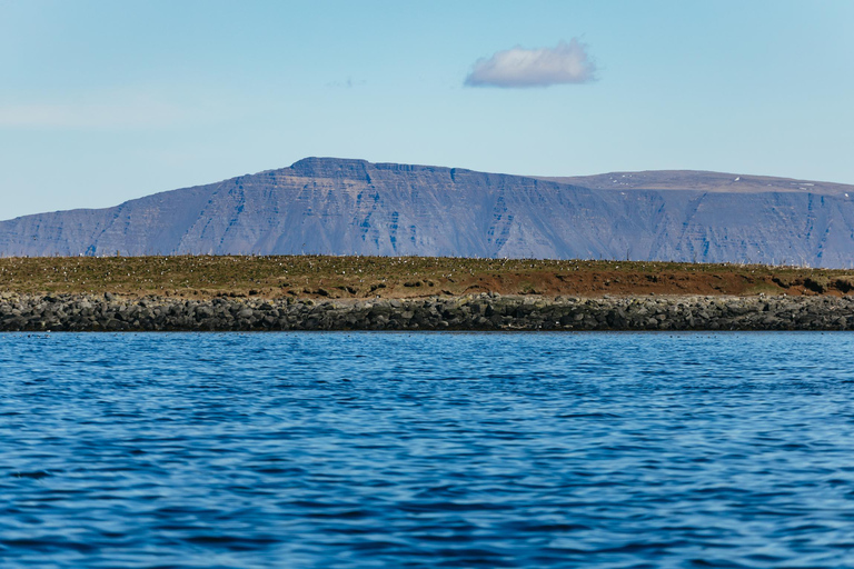 Reykjavik : Tour en bateau pour observer les baleines