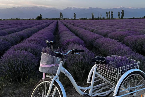 Gabala Lavender Fields Tour