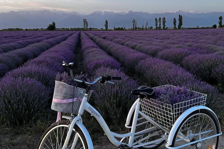Gabala Lavender Fields Tour