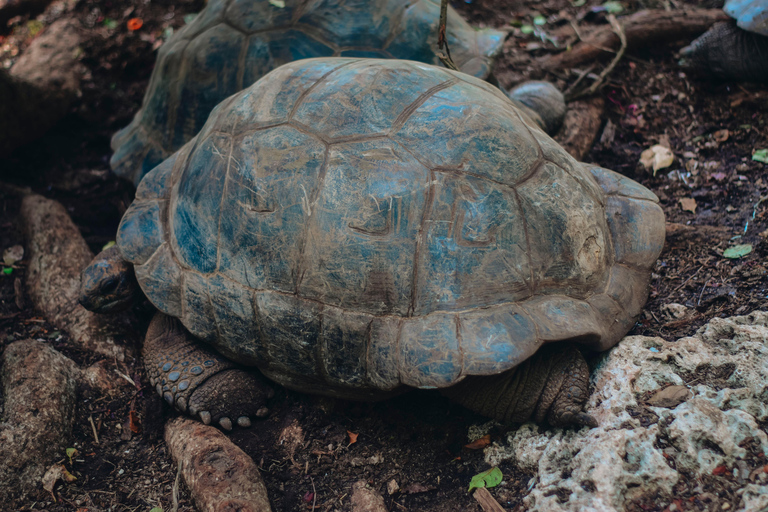 Zanzibar: tour guidato dell'isola prigione con guida localeZanzibar: tour guidato dell'isola prigione con una guida locale