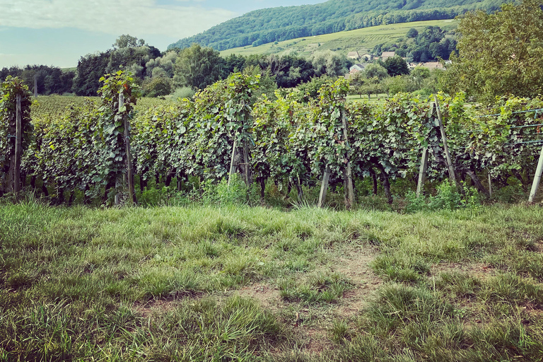 Alsace: Private Wine Tour with Tastings and Transfers Half Day Tour