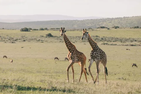 Zanzibar: Tarangire and Ngorongoro 3-Day Safari