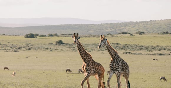 Zanzibar: Tarangire and Ngorongoro 3-Day Safari