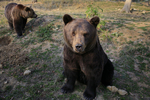 From Bucharest: Bear Sanctuary and Bison Reservation Tour