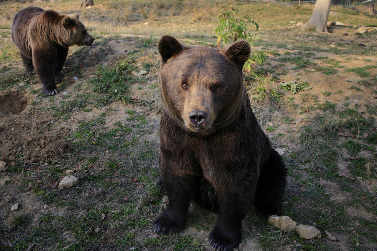 From Bucharest: Bear Sanctuary and Bison Reservation Tour