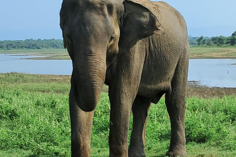 Evening Minneriya National park safari with Pickup and drop