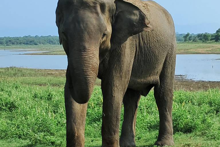 Minneriya National park safari with jeep & Entrance Ticket