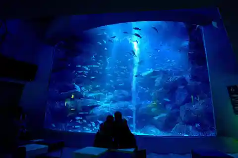 Tokyo: Inngangsbillett til Sumida Aquarium