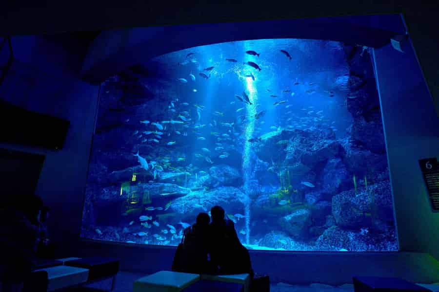 Tokio: Sumida Aquarium E-Ticket. Foto: GetYourGuide Tokio: Sumida Aquarium E-Ticket. Foto: GetYourGuide