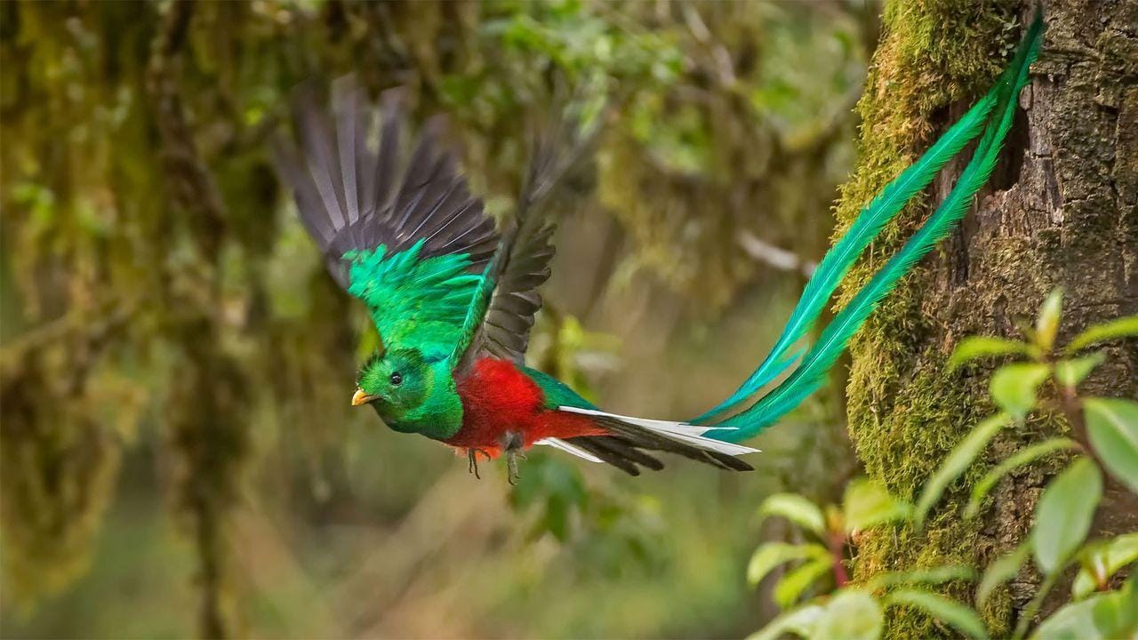 Monteverde: Quetzal-Vogelbeobachtungstour mit erfahrenem Guide
