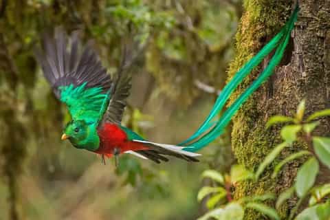 Monteverde : observation du quetzal avec guide expert