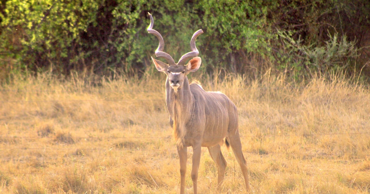 Moremi Game Reserve: African Big Cats & Elephants Tour | GetYourGuide