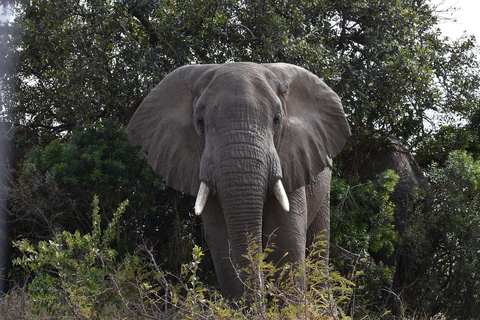 2=DAYS Safari Mikumi National Park from Zanzibar.