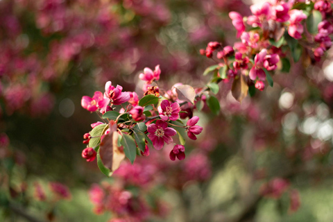 Magische Erinnerungen an Québec mit einer lokalen Fotografin