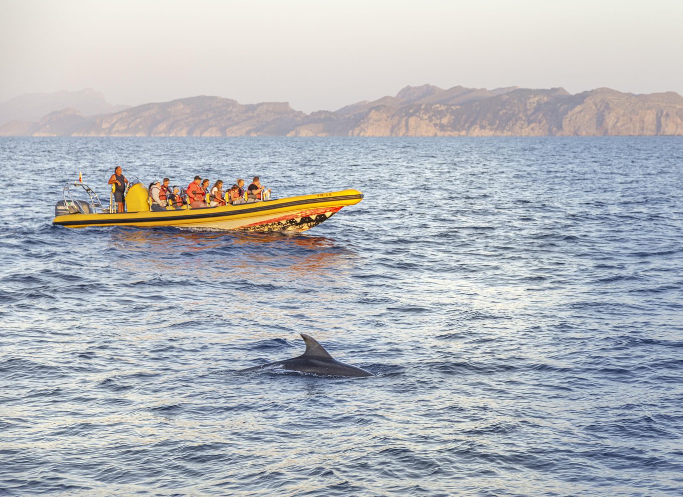 Fra Alcudia: Sejltur ved solopgang med delfinobservation