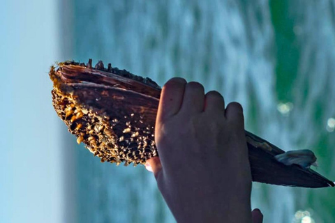 La Paz: Mangrove Adventure, Snorkeling and Shellfish Tasting