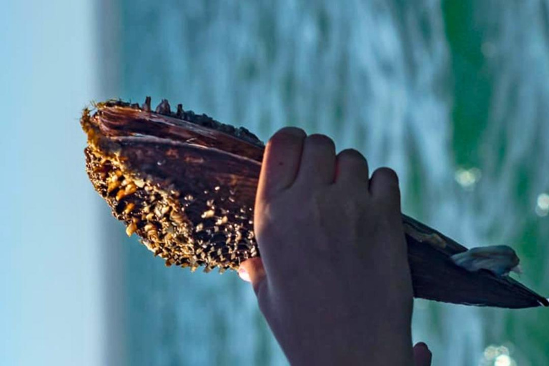 La Paz: Mangrove Adventure, Snorkeling and Shellfish Tasting