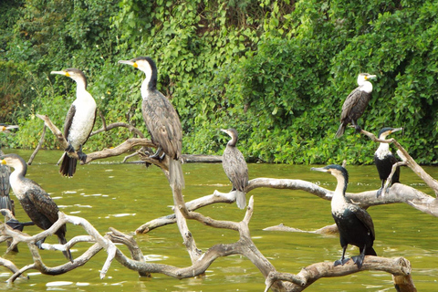 Kilimandscharo: Materuni-Wasserfälle & Kaffeetour mit LunchWasserfälle und Kaffeetour mit Abholung in Arusha