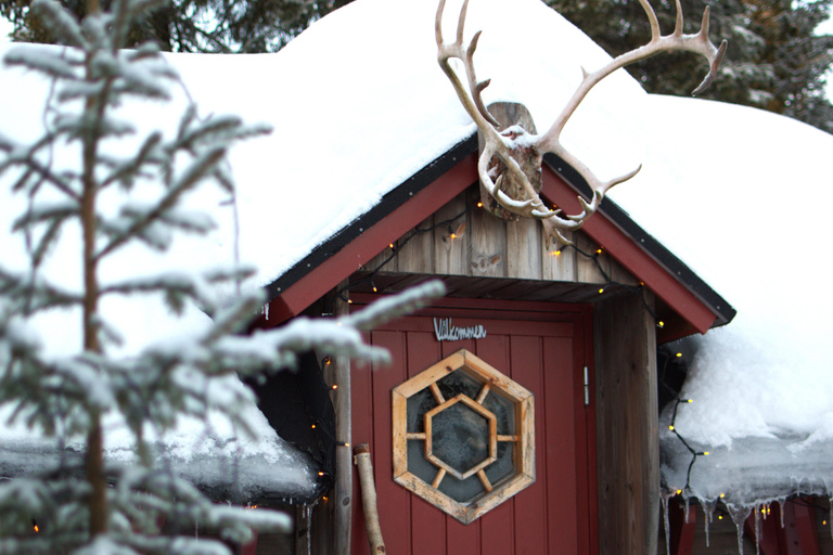 Luleå: Guided Dog Sledding Tour