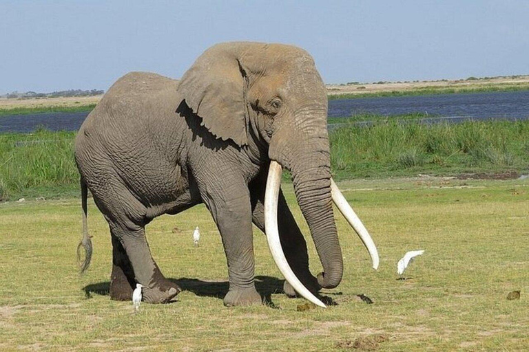 Nairobi: Amboseli National Park Guided Day Trip