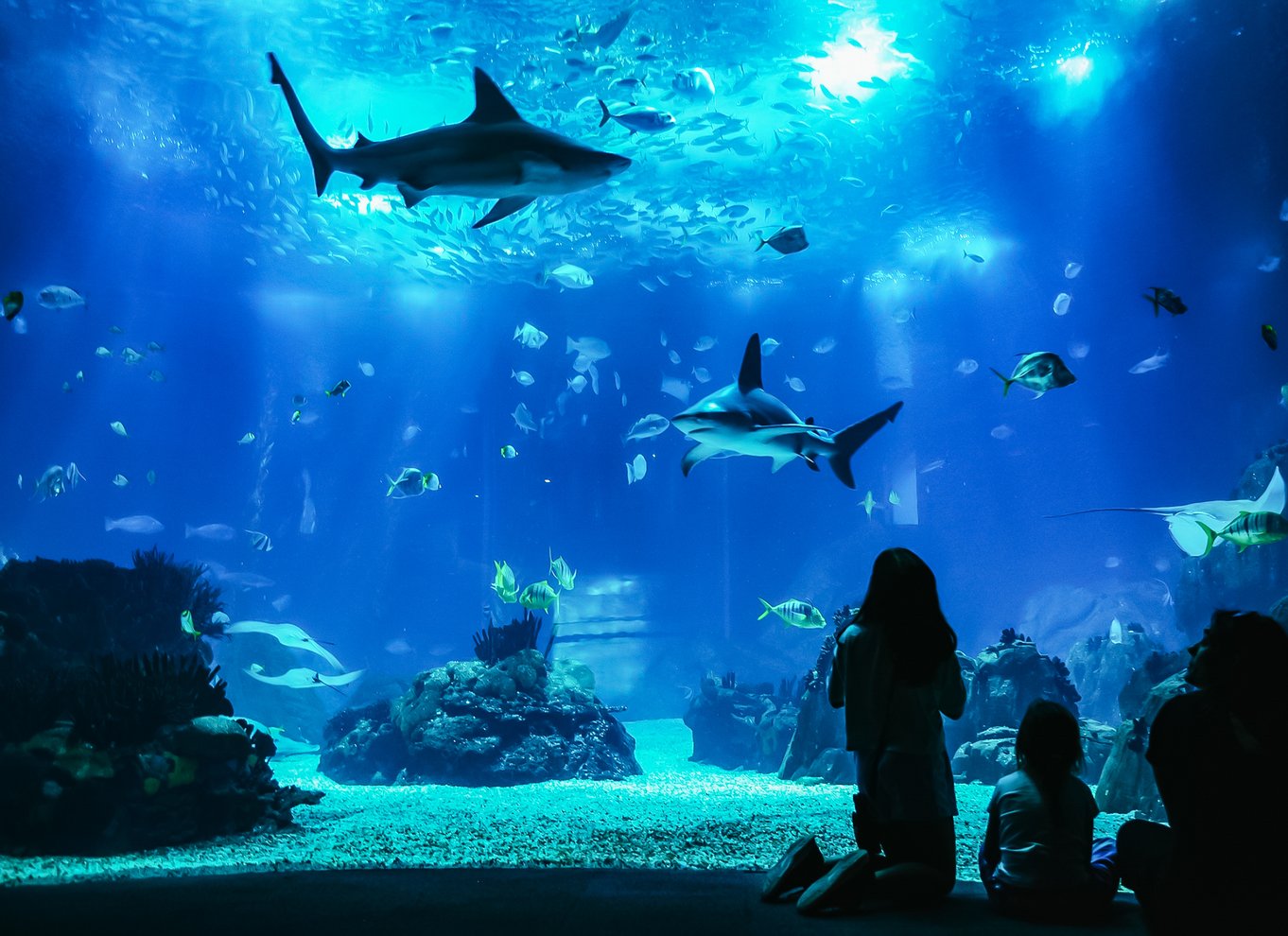 Lissabon: Oceanarium i Lissabon Indgangsbillet