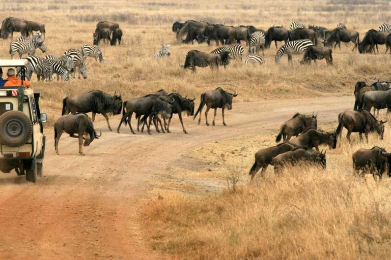 2 dagars safari på Wellness Lodge med flyg tur och retur från Zanzibar