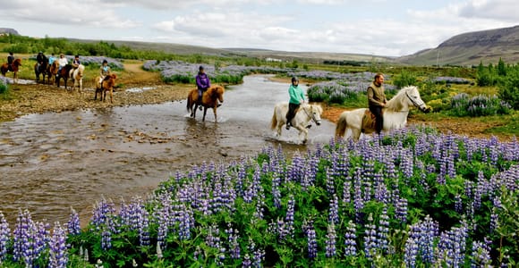 Reykjavik Combo: Horse Riding & Snorkeling in Silfra Fissure