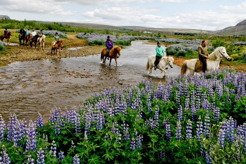 Reykjavik Combo: Horse Riding & Snorkeling in Silfra Fissure