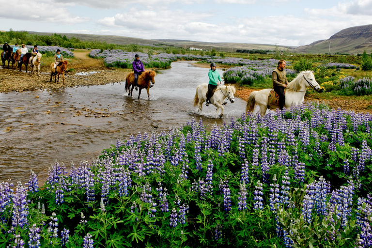 Reykjavik Combo: Horse Riding & Snorkeling in Silfra Fissure