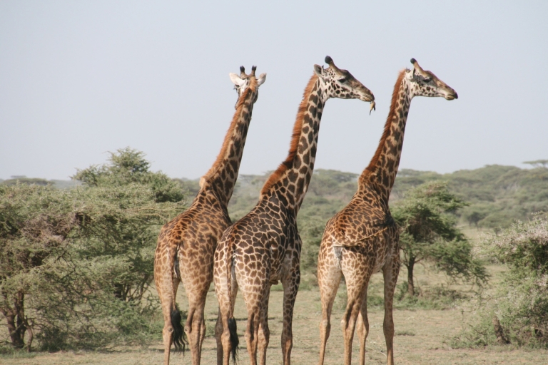 Safari de 4 jours en Tanzanie