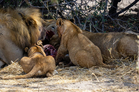 Dagsutflykt Zanzibar till Selous/ Nyerere National Park