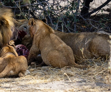 Zanzibar: safari di lusso di 2 giorni nel Parco Nazionale di Mikumi