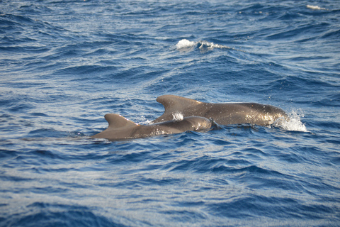 Calheta : Visite en petit groupe d&#039;observation des baleines et des dauphinsCalheta : Observation des baleines et des dauphins Visite privée avec un designer