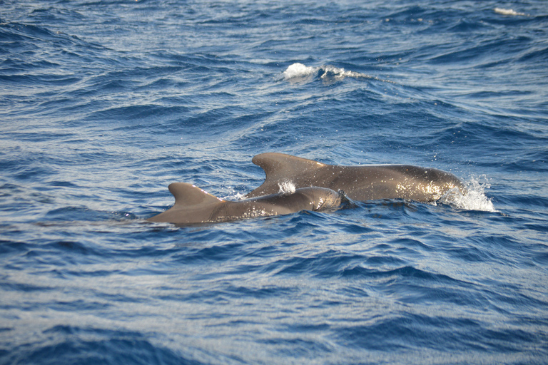 Calheta : Visite en petit groupe d&#039;observation des baleines et des dauphinsCalheta : Observation des baleines et des dauphins Visite privée avec un designer