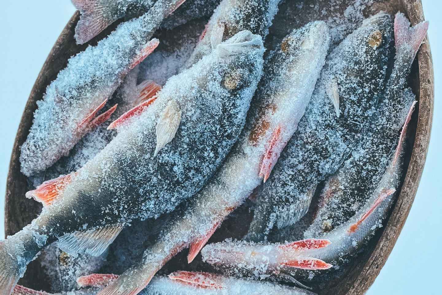 Levi Lapland: Veiði á ís í norðurslóðum