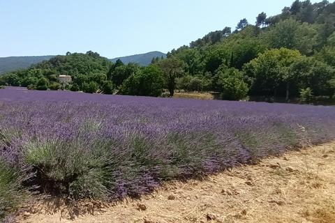 夏季之旅，4天/ 3晚，骑电动自行车探索普罗旺斯夏季之旅，4天/3夜，骑电动自行车探索普罗旺斯